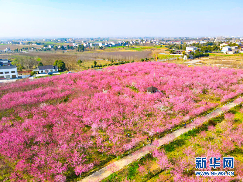 梅花綻放喜迎春