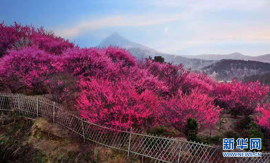 草青花紅三月天 燕兒谷裏風光美