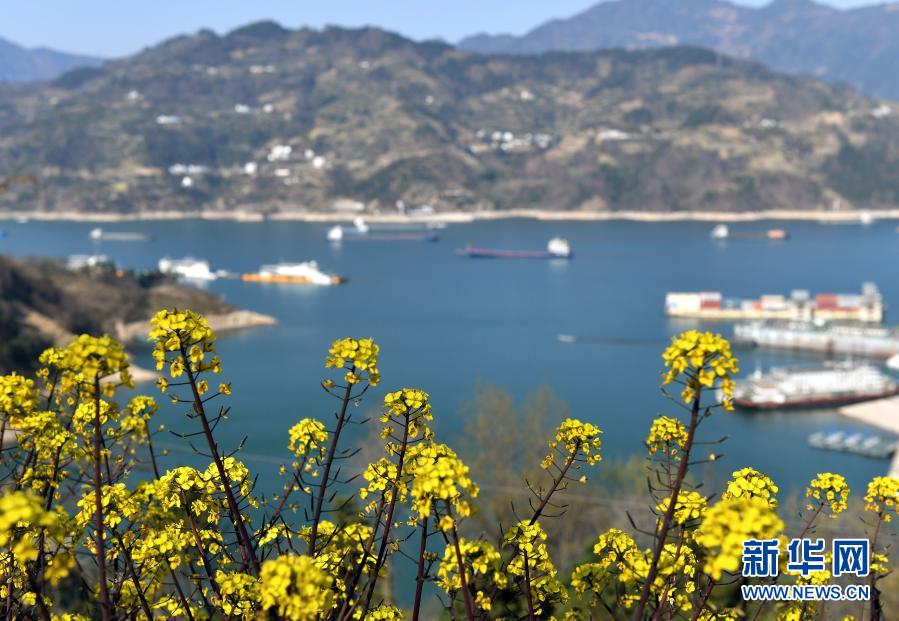 春花爛漫映峽江