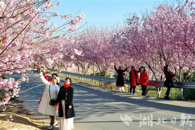 襄陽谷城：老君山櫻花爛漫