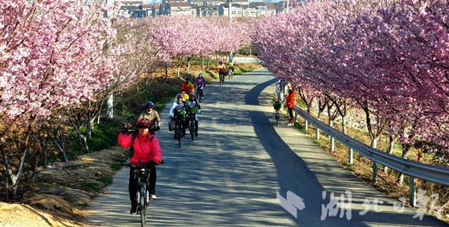 襄陽谷城：老君山櫻花爛漫
