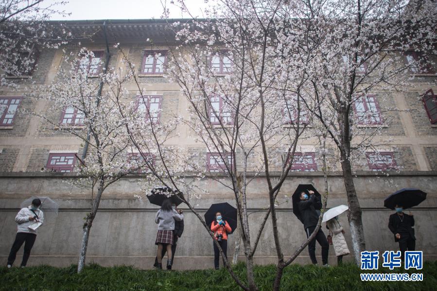武漢大學開始接待預約遊客賞櫻