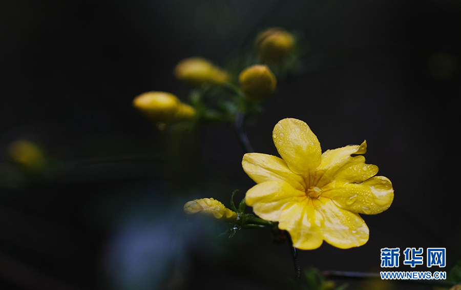 春雨潤花枝 嬌艷更欲滴