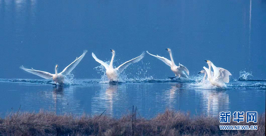 湖北武穴：天鵝湖裏天鵝飛 天上精靈落人間