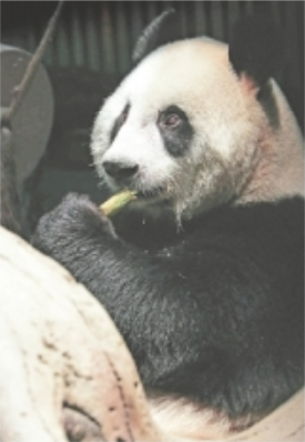 武漢動物園大熊貓姐妹花本月坐飛機回四川_fororder_微信圖片_20210303094218