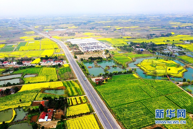 2021年湖北省油菜花節在荊門沙洋啟動