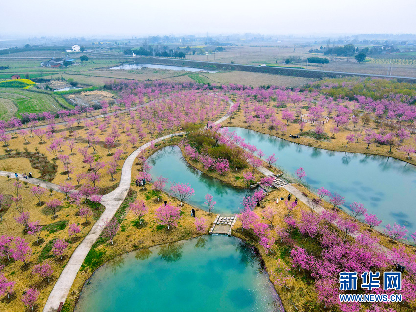 櫻花滿園似仙境