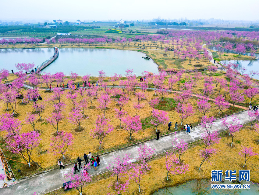 櫻花滿園似仙境