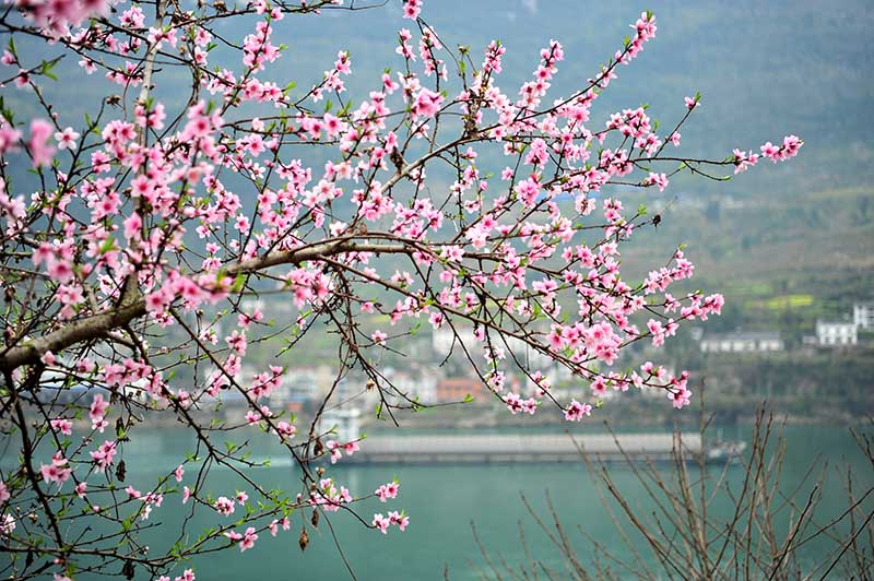 湖北宜昌：長江西陵峽 春景如畫廊