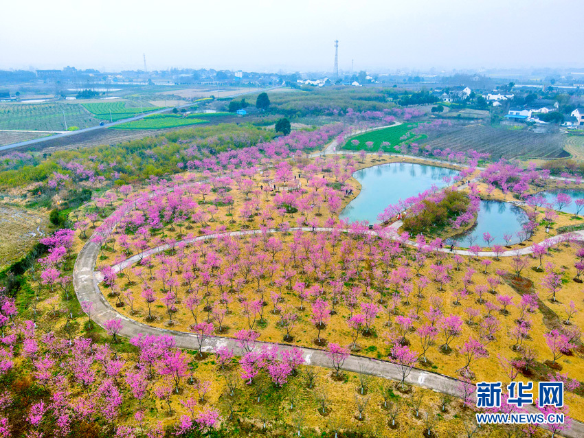 櫻花滿園似仙境