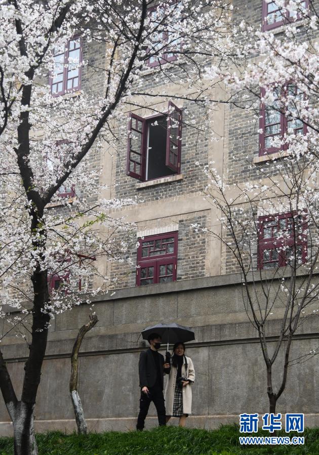 武漢大學開始接待預約遊客賞櫻