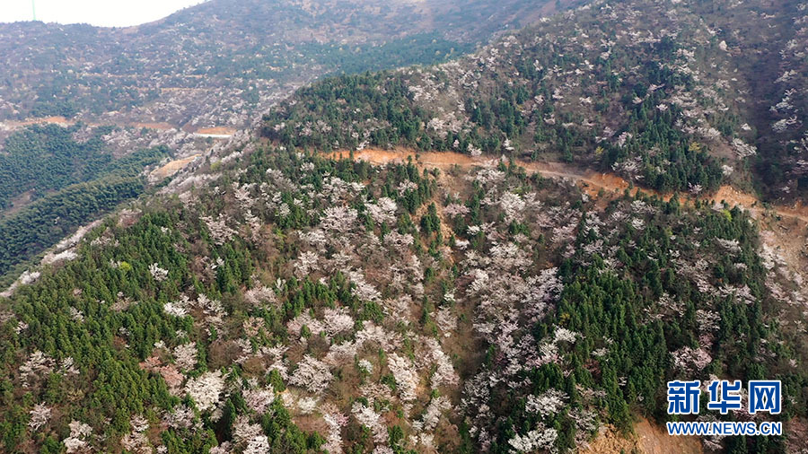 壯觀！大幕山萬株野櫻花綻放