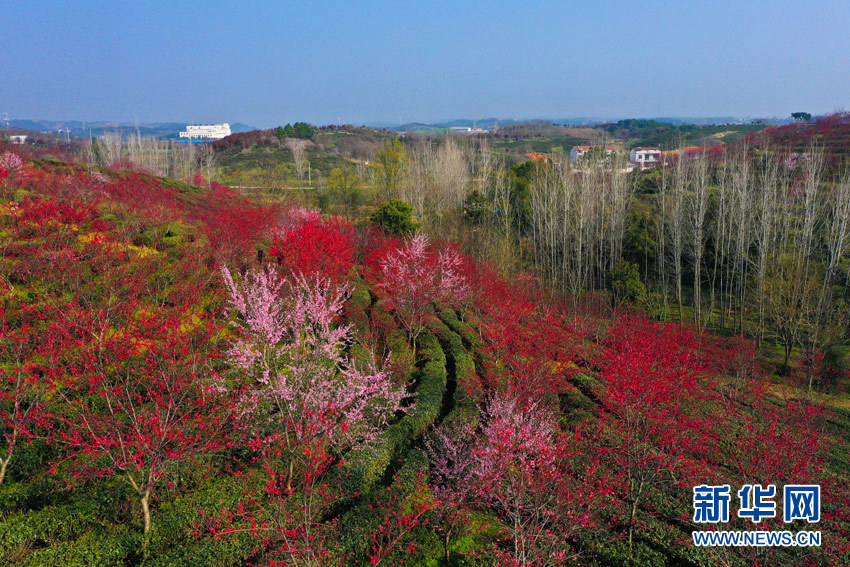 武漢新洲鳳凰鎮：“七彩茶園”採茶忙