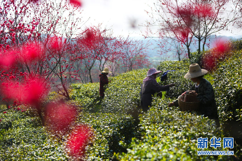 武漢新洲鳳凰鎮：“七彩茶園”採茶忙