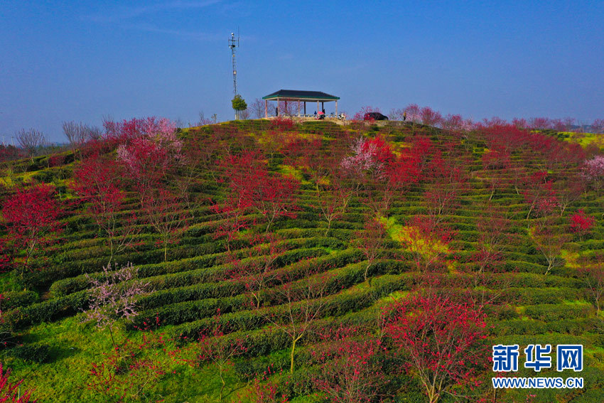 武漢新洲鳳凰鎮：“七彩茶園”採茶忙