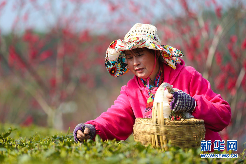 武漢新洲鳳凰鎮：“七彩茶園”採茶忙
