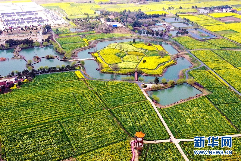 2021年湖北省油菜花節在荊門沙洋啟動