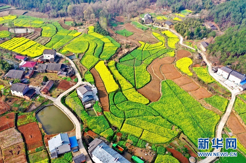 湖北宜昌：油菜花開 瞰春如畫