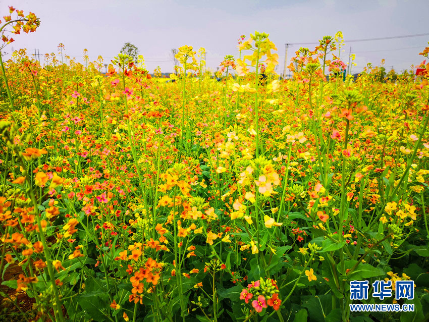 武漢江夏：七彩油菜花上線 遊人樂享好春光