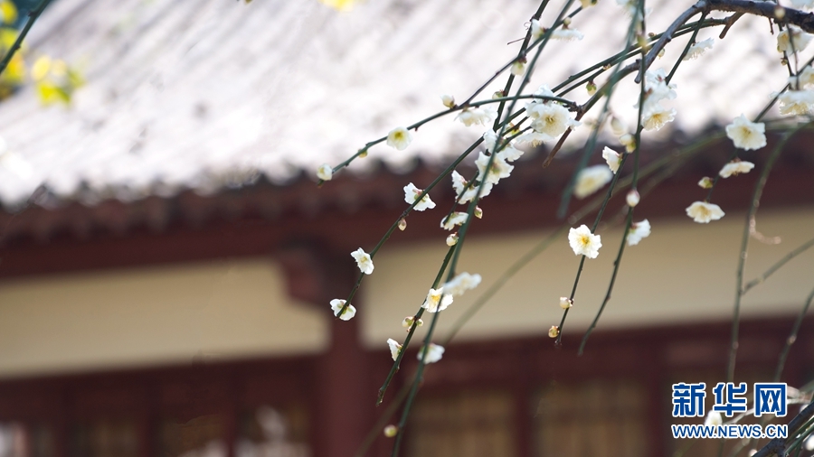獨步早春 梅佇江城