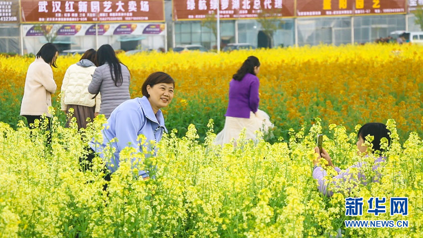武漢江夏：七彩油菜花上線 遊人樂享好春光