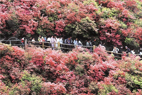 雲霧山杜鵑花迎來最佳賞花期_fororder_01