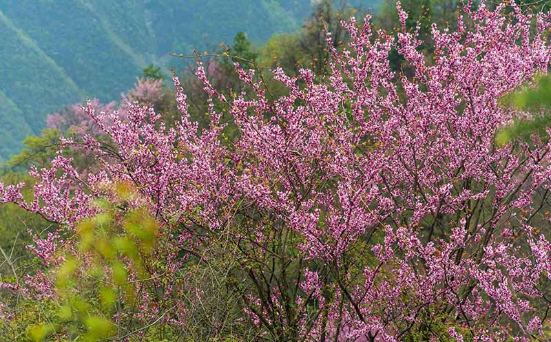 湖北保康：紫荊花開燦若霞