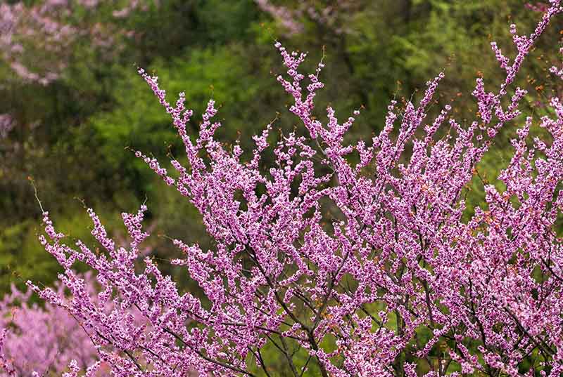 湖北保康：紫荊花開燦若霞