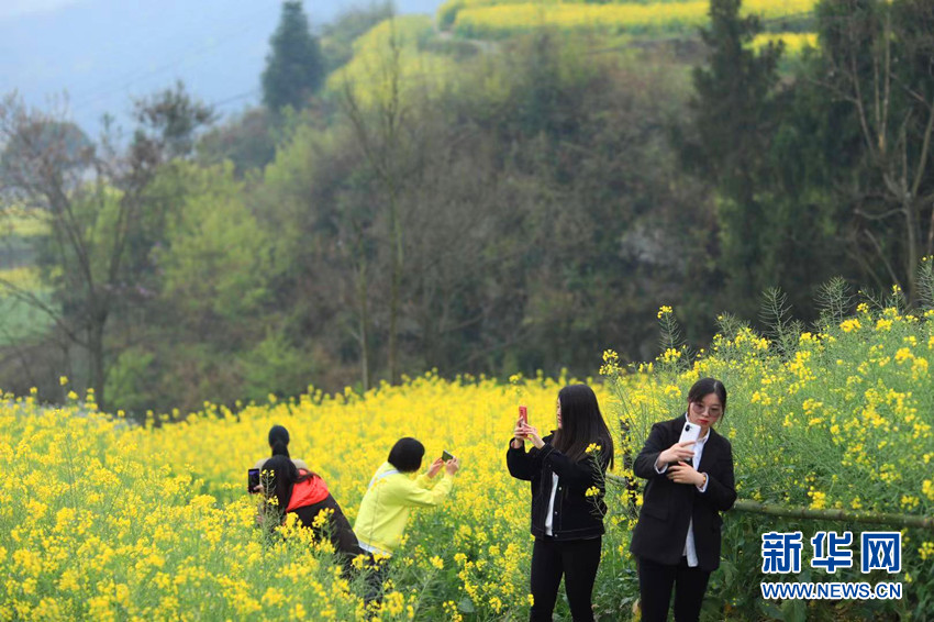 花開牛洞坪 湖北巴東梯田花海風景如畫