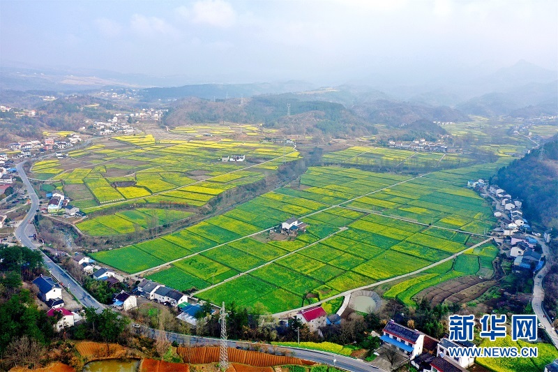 湖北宜昌：油菜花開 瞰春如畫
