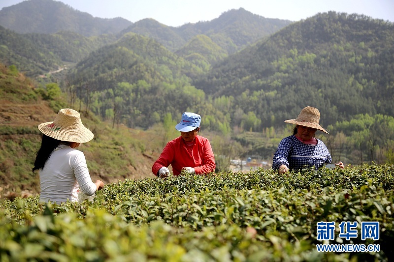 明前茶飄香 春日採茶忙