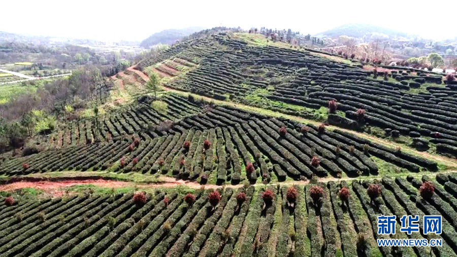 湖北孝昌：以茶為媒 創意農旅促振興