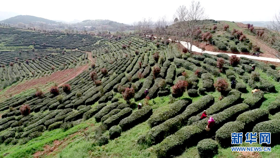 湖北孝昌：以茶為媒 創意農旅促振興