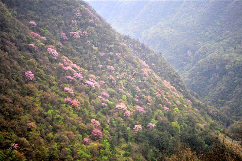 湖北宜昌：萬畝野生巨紫荊綻放 鄉村山野成花的“海洋”