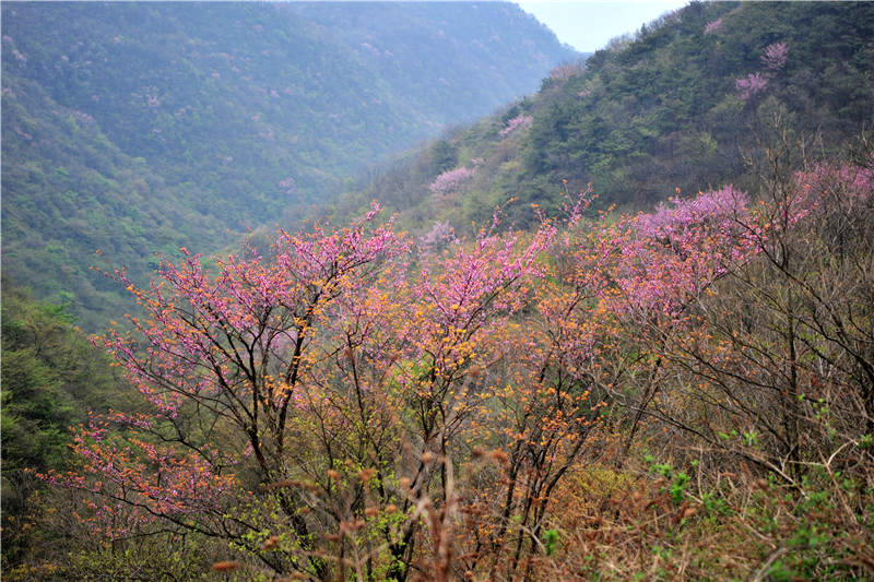 湖北宜昌：萬畝野生巨紫荊綻放 鄉村山野成花的“海洋”