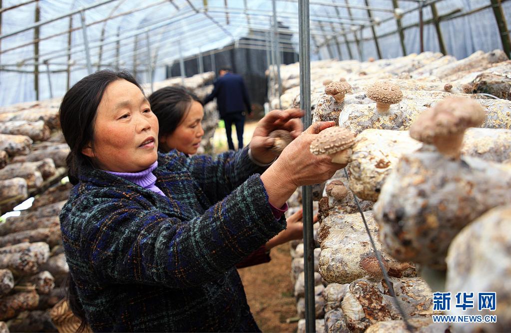 湖北竹溪：小香菇建成大産業