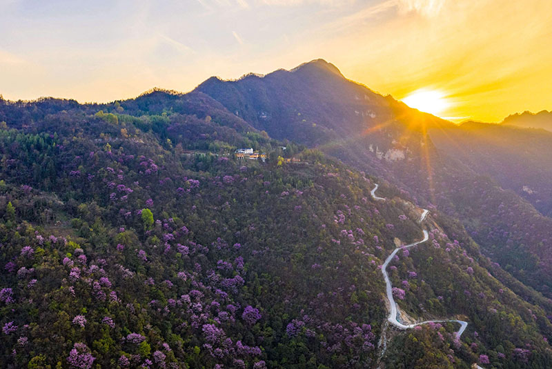 湖北保康：紫荊花開燦若霞