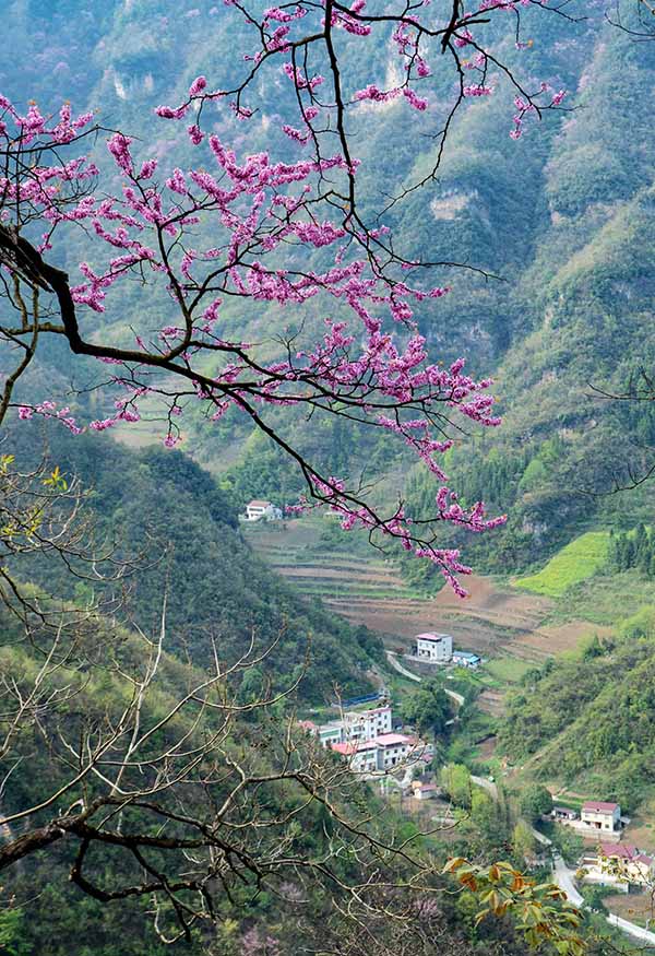 湖北保康：紫荊花開燦若霞