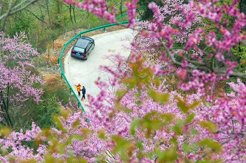 湖北保康：紫荊花開燦若霞