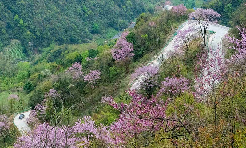 湖北保康：紫荊花開燦若霞