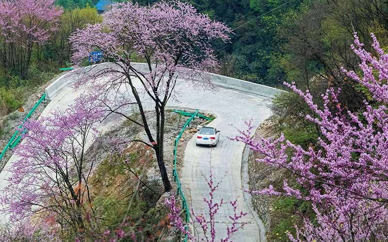 湖北保康：紫荊花開燦若霞