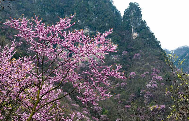 湖北保康：紫荊花開燦若霞