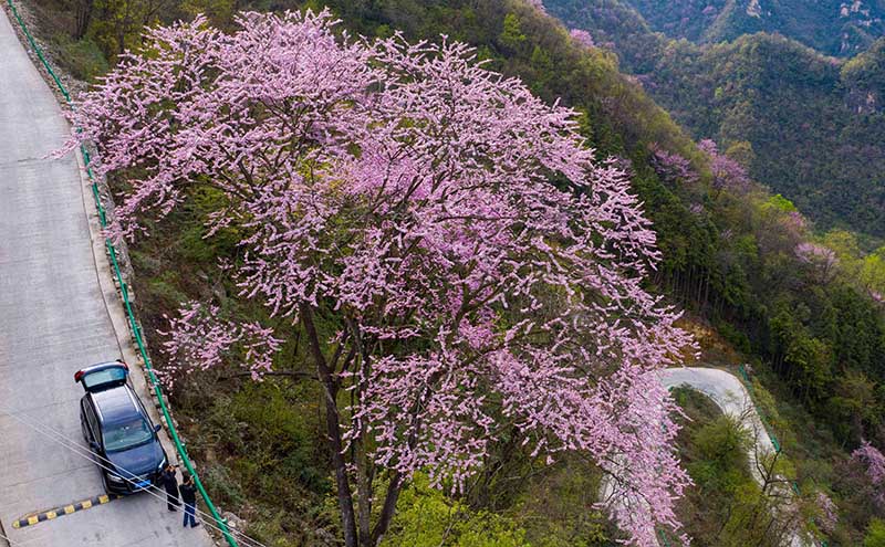 湖北保康：紫荊花開燦若霞