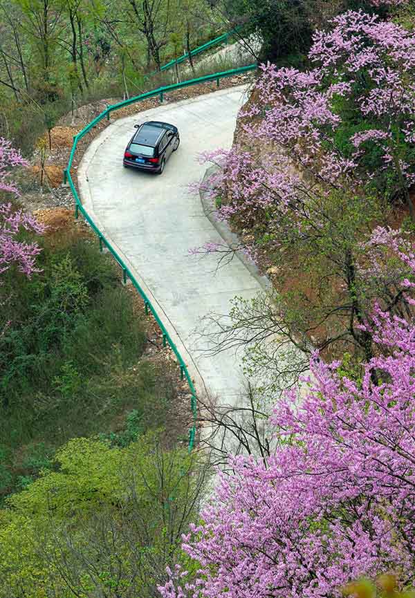 湖北保康：紫荊花開燦若霞