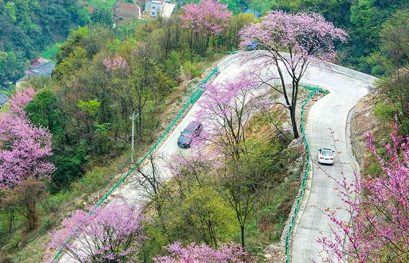 湖北保康：紫荊花開燦若霞