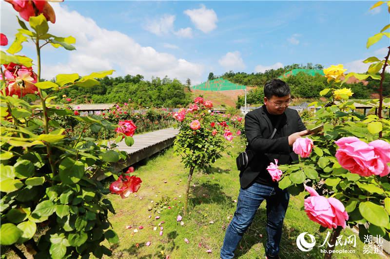 湖北竹山：扶貧産業花正開