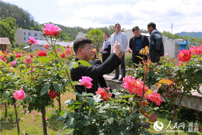湖北竹山：扶貧産業花正開