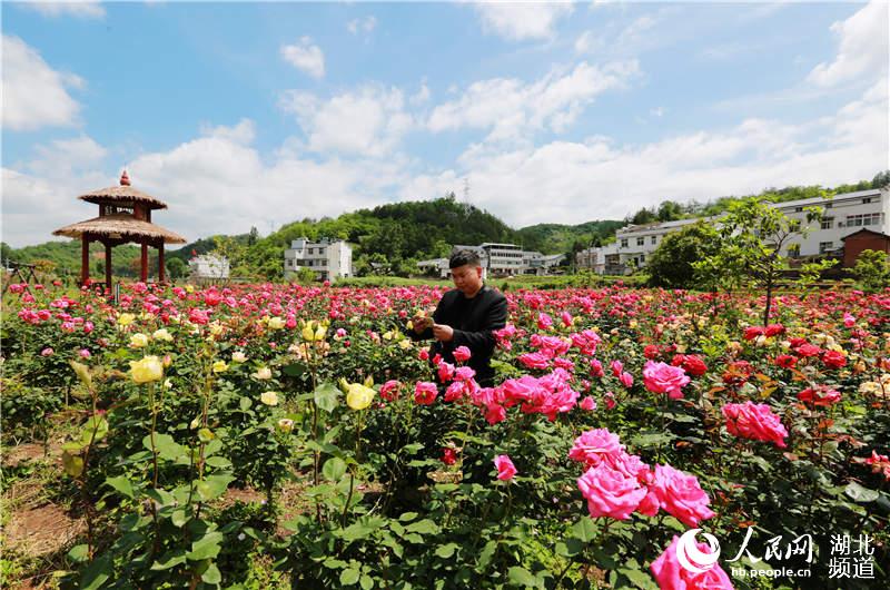 湖北竹山：扶貧産業花正開