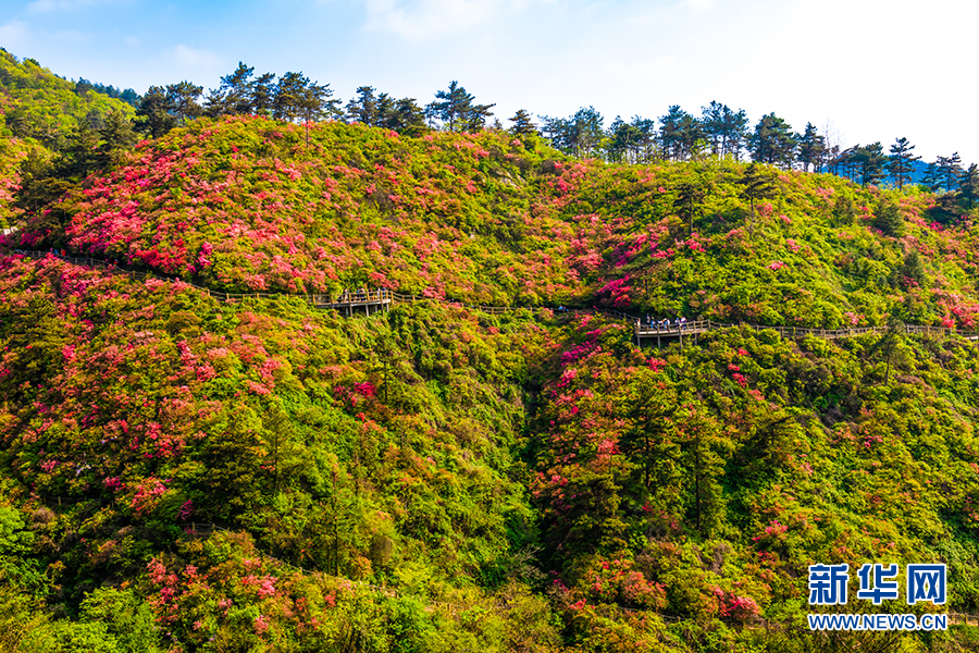 湖北武漢：雲霧山杜鵑美輪美奐