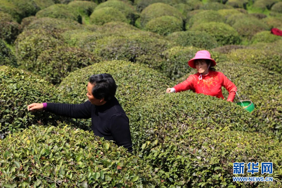 湖北孝昌：以茶為媒 創意農旅促振興
